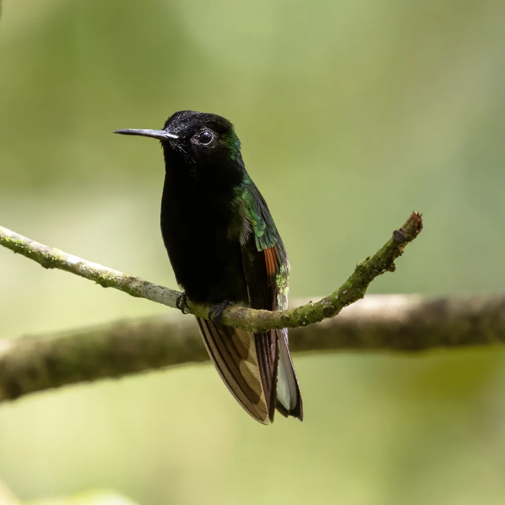 黑腹蜂鸟(Eupherusa nigriventris)