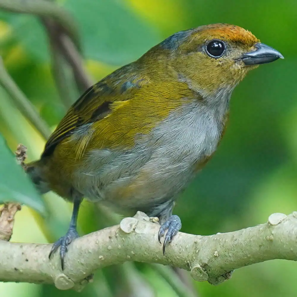 黄顶歌雀(Euphonia anneae)