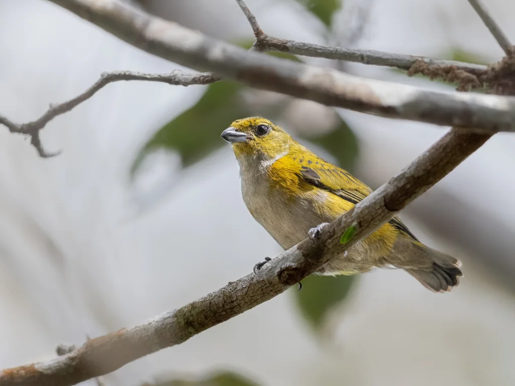 金胁歌雀(Euphonia cayennensis)