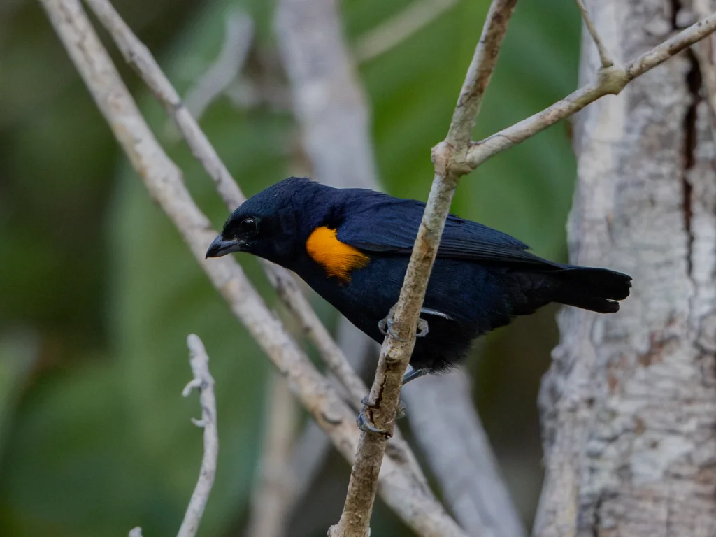 金胁歌雀(Euphonia cayennensis)