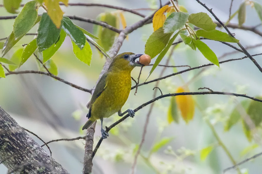 金腹歌雀(Euphonia chrysopasta)