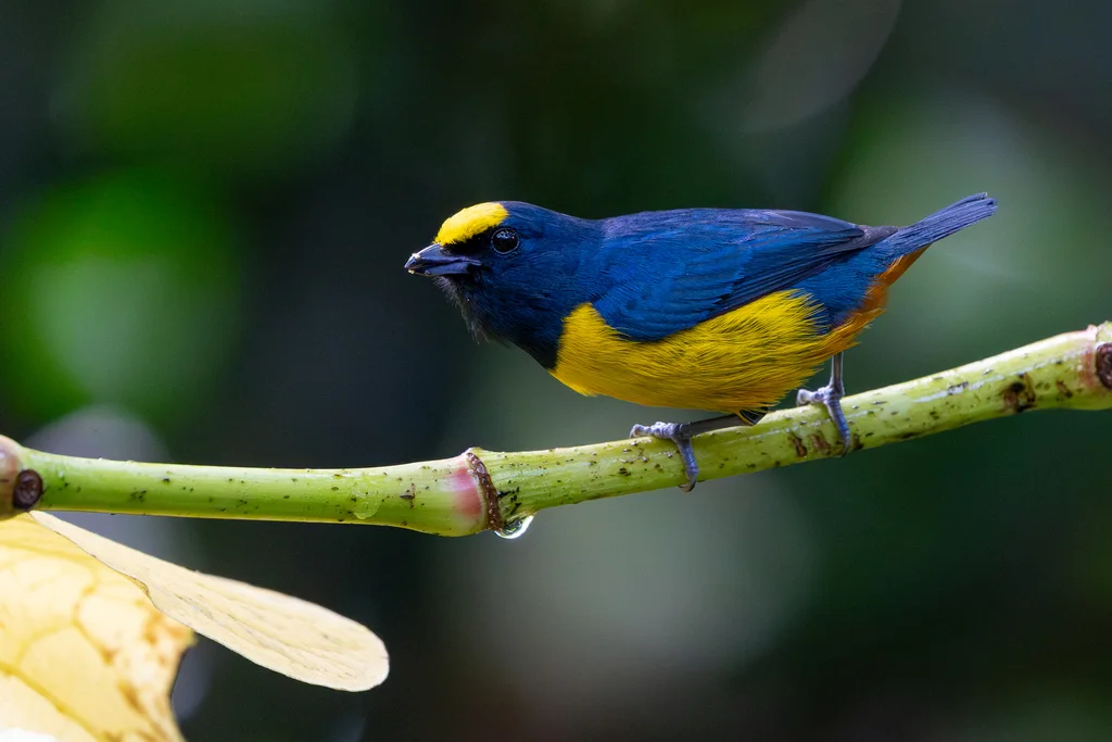 褐臀歌雀(Euphonia fulvicrissa)