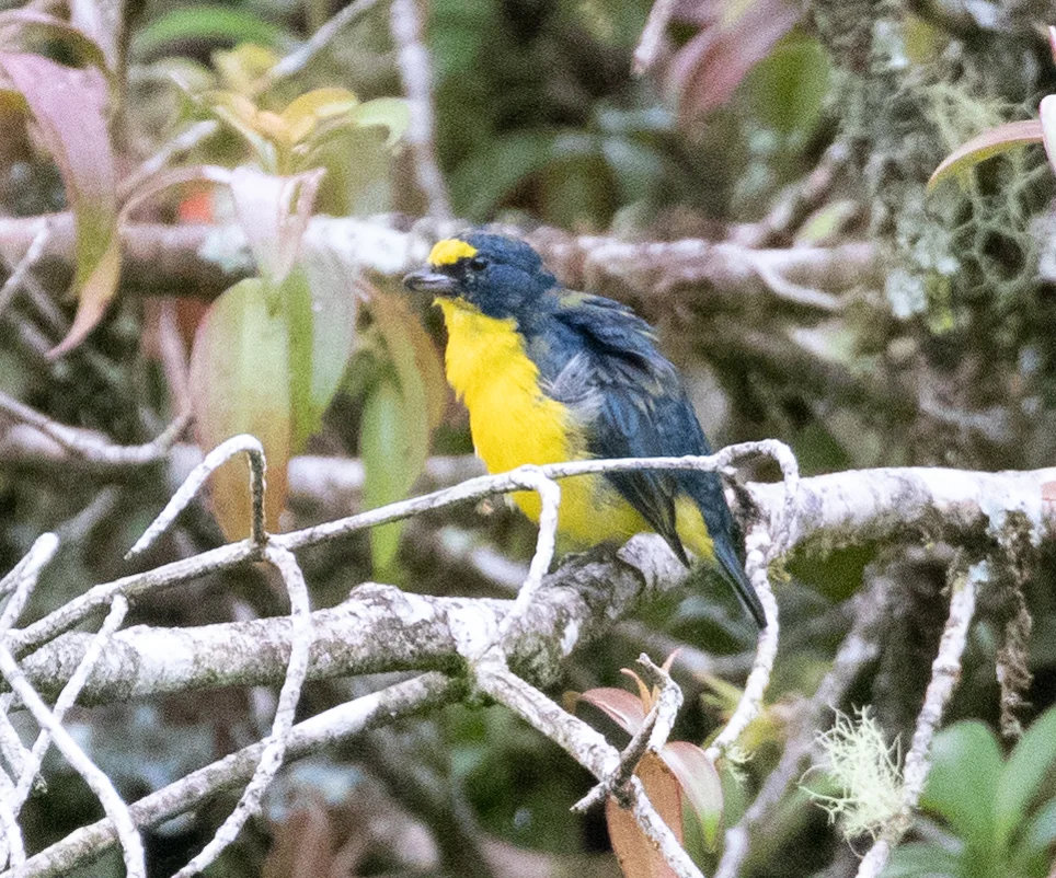 黄喉歌雀(Euphonia hirundinacea)