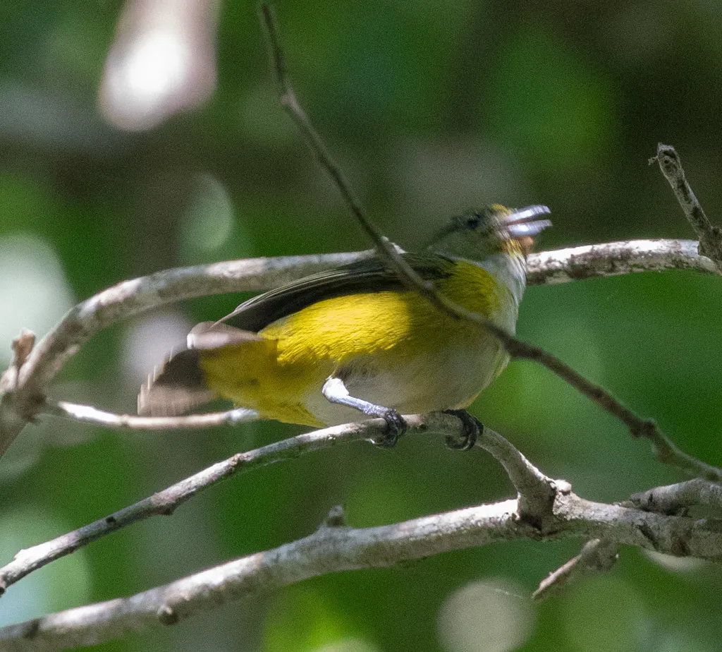 黄喉歌雀(Euphonia hirundinacea)