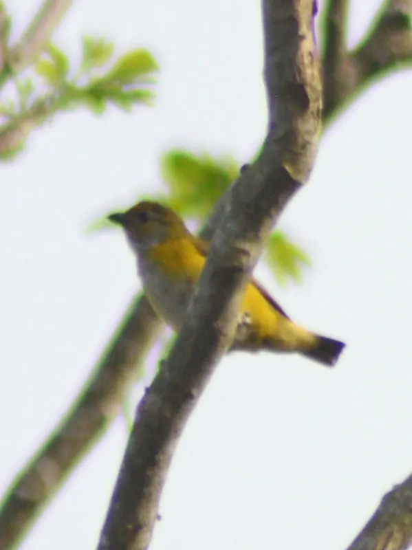 黄喉歌雀(Euphonia hirundinacea)