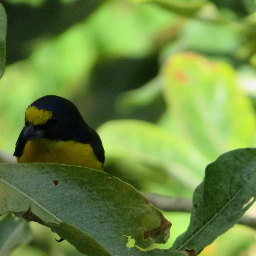 黄喉歌雀(Euphonia hirundinacea)