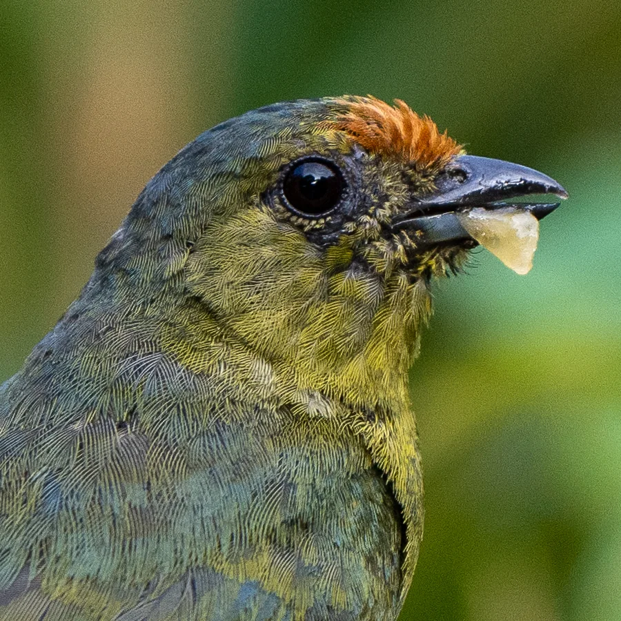 斑冠歌雀(Euphonia imitans)