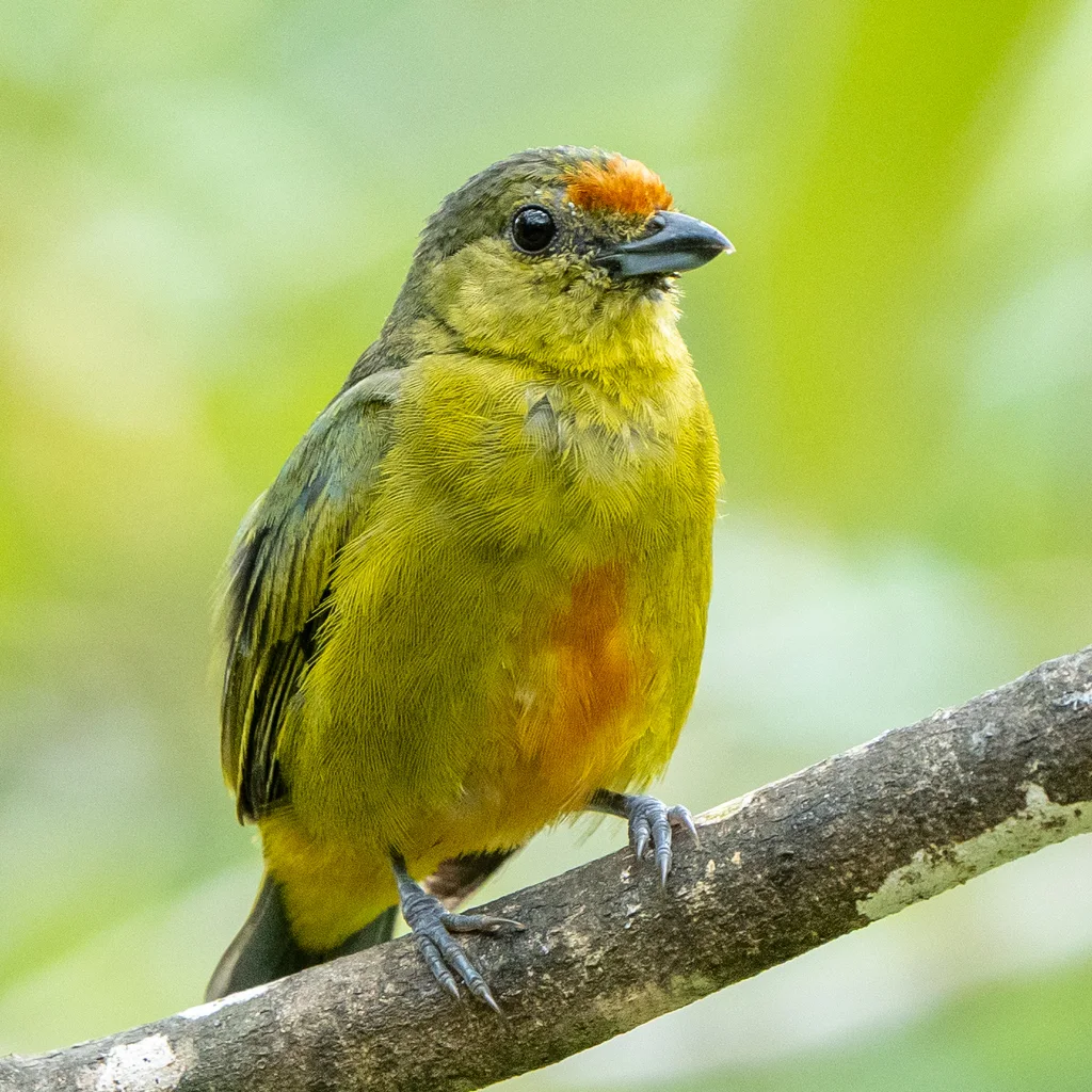 斑冠歌雀(Euphonia imitans)