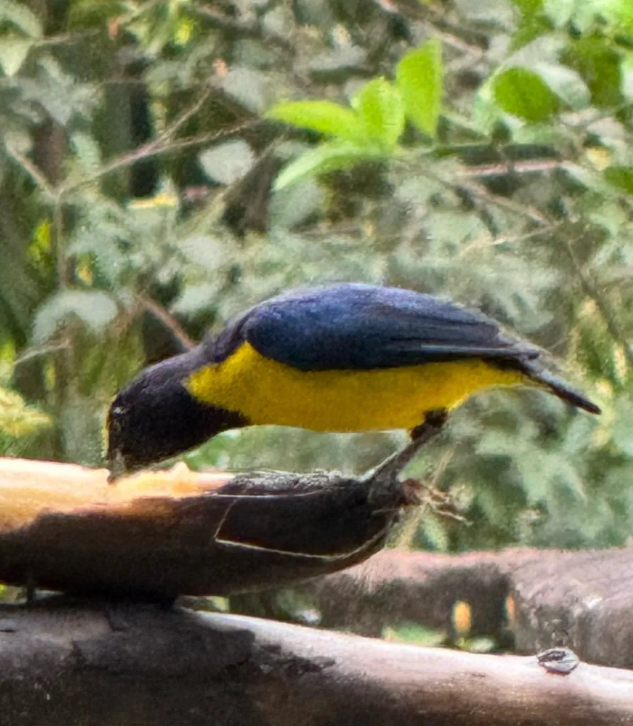 黄冠歌雀(Euphonia luteicapilla)