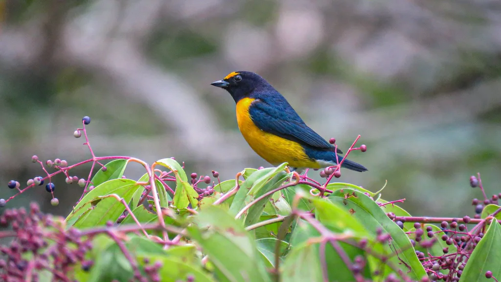 白臀歌雀(Euphonia minuta)