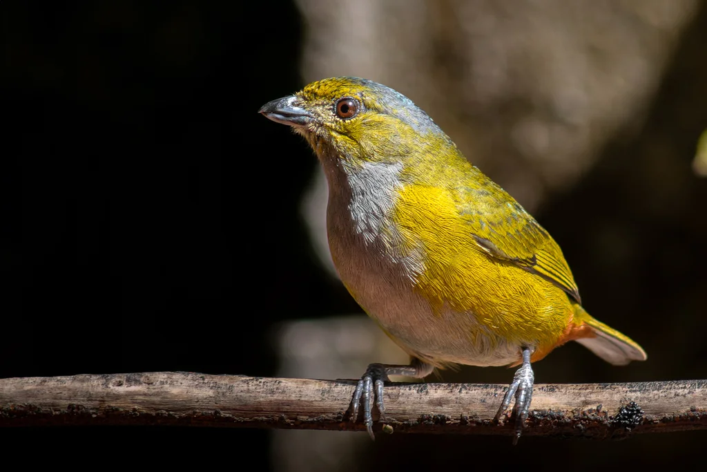 栗腹歌雀(Euphonia pectoralis)