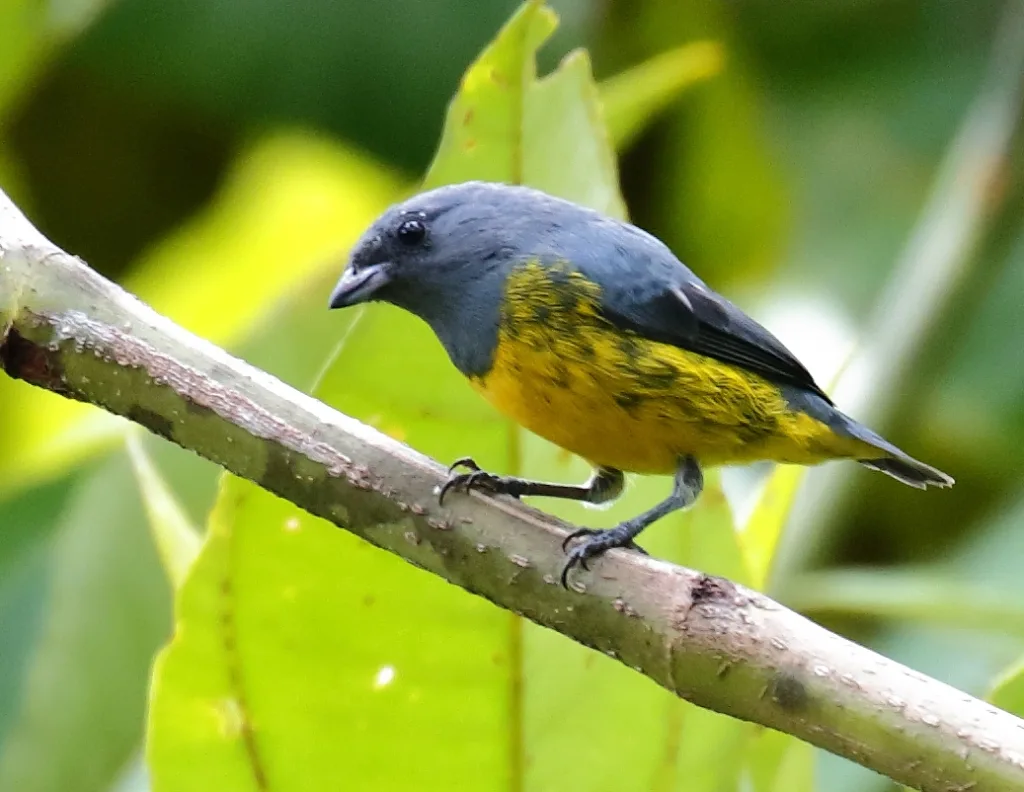 铅灰歌雀(Euphonia plumbea)