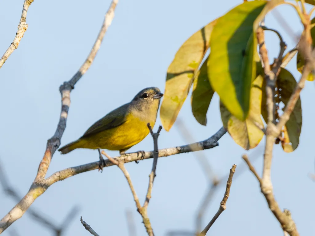 铅灰歌雀(Euphonia plumbea)