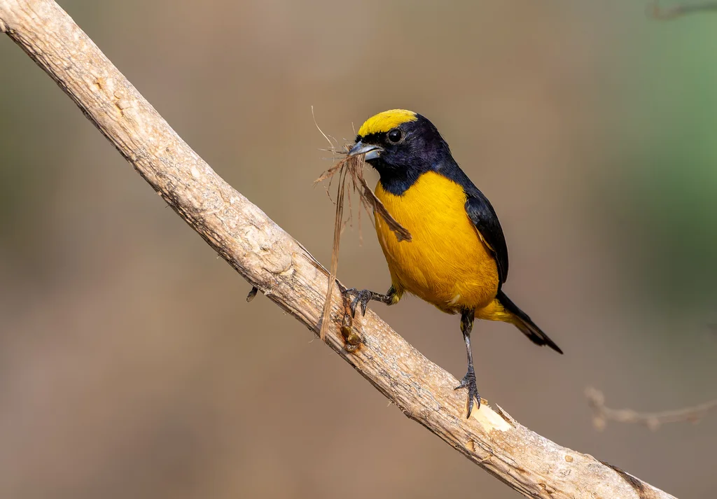 特立尼达歌雀（Euphonia trinitatis）