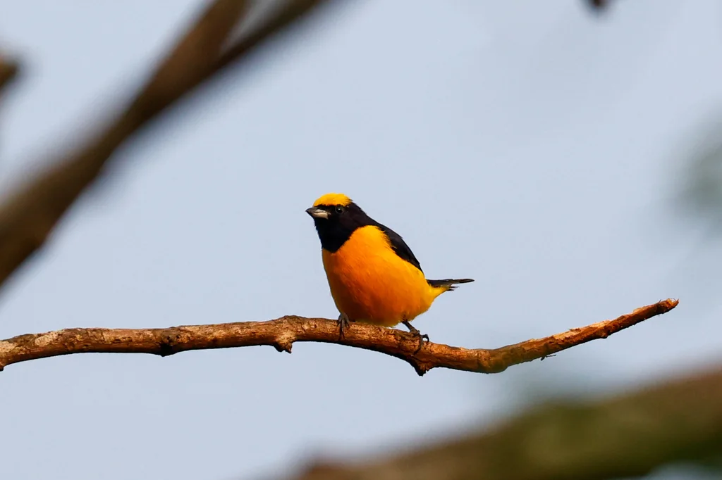 特立尼达歌雀（Euphonia trinitatis）