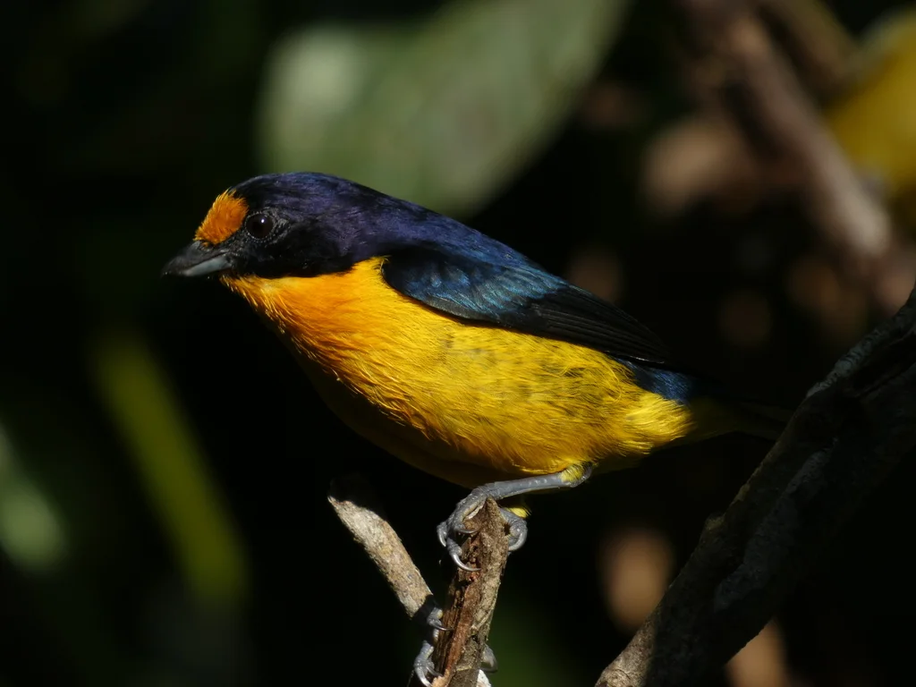 紫歌雀(Euphonia violacea)
