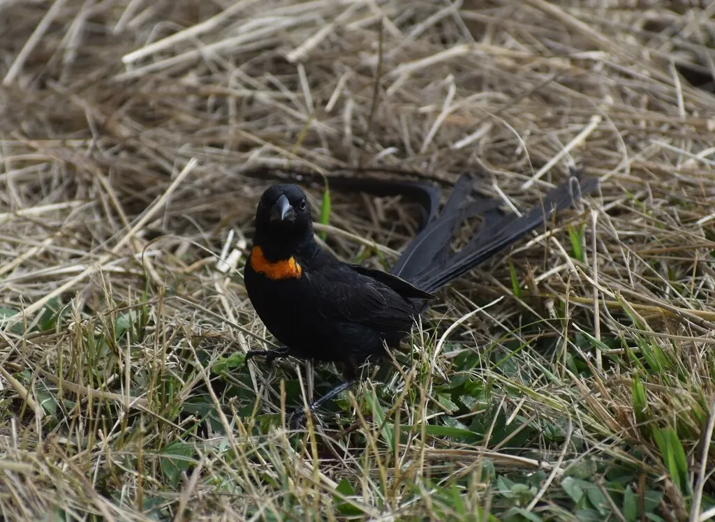红领巧织雀(Euplectes ardens)