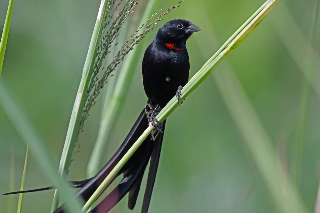 红领巧织雀(Euplectes ardens)
