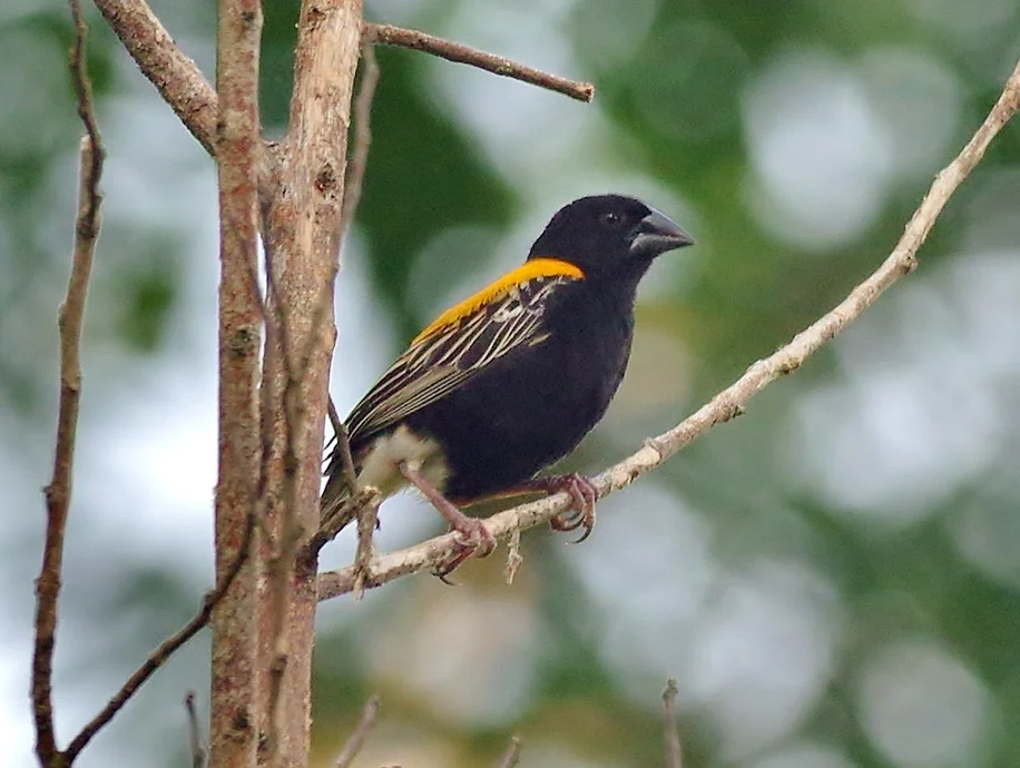 金背巧织雀(Euplectes aureus)