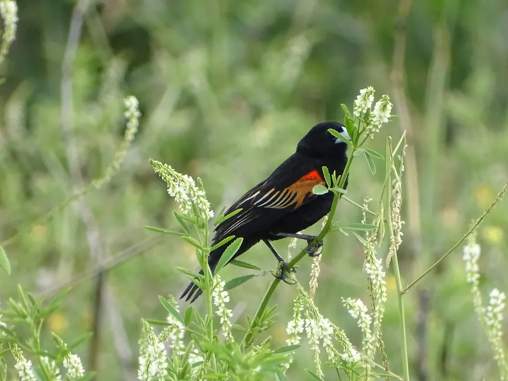 扇尾巧织雀(Euplectes axillaris)