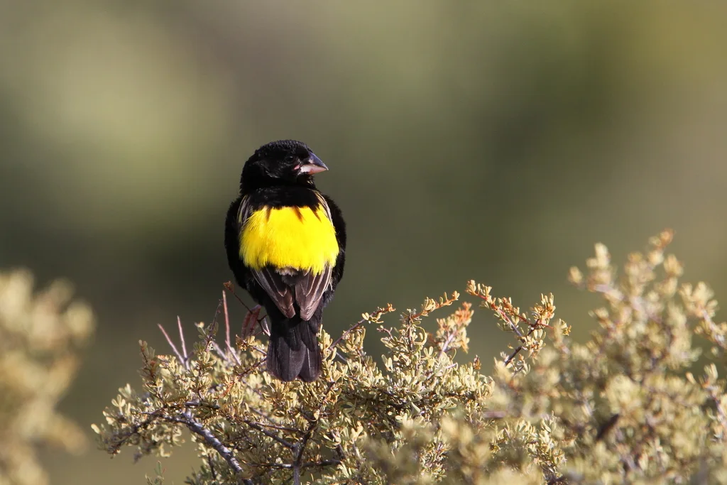 黄巧织雀(Euplectes capensis)