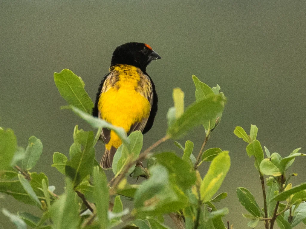 火额巧织雀(Euplectes diadematus)