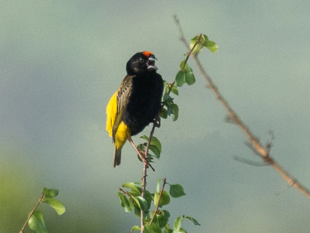 火额巧织雀(Euplectes diadematus)