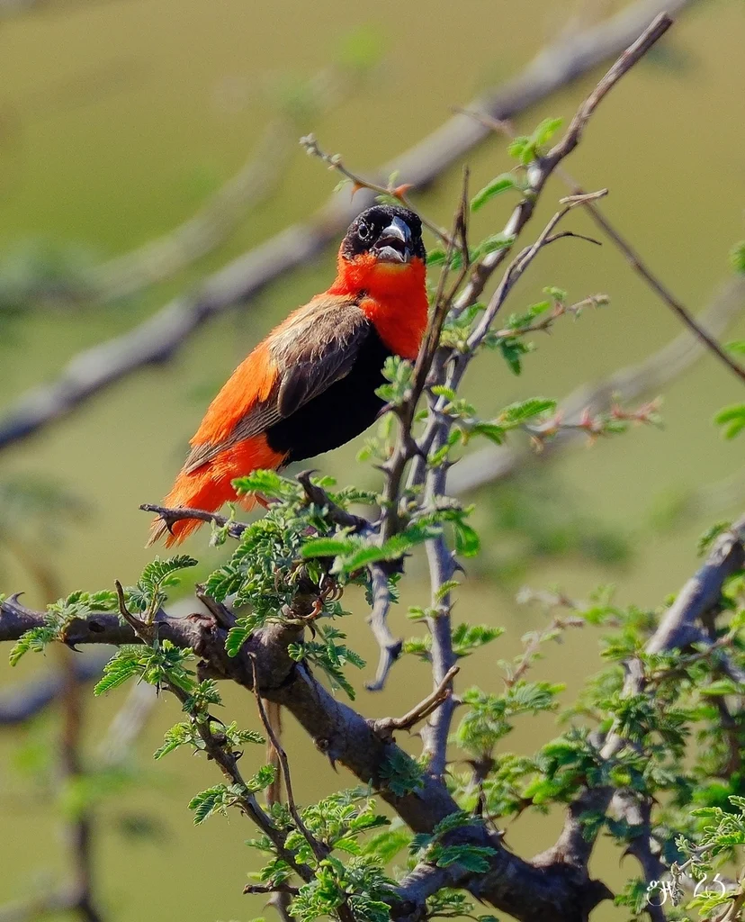 橙巧织雀(Euplectes franciscanus)