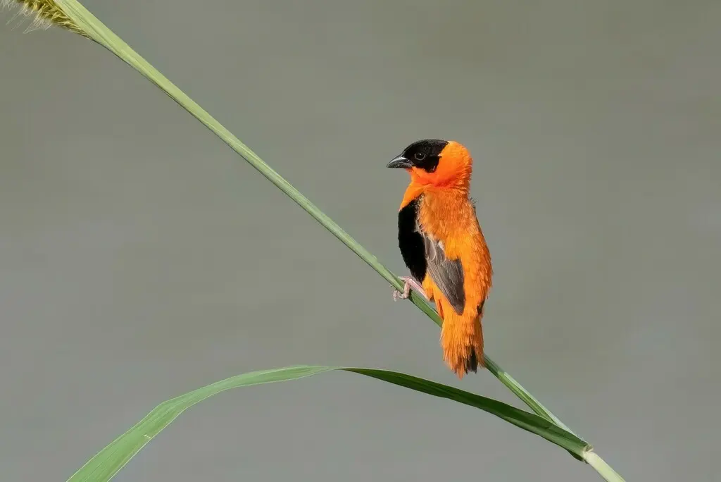 橙巧织雀(Euplectes franciscanus)