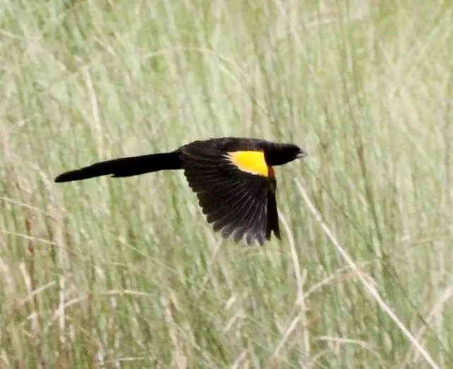 沼泽巧织雀(Euplectes hartlaubi)