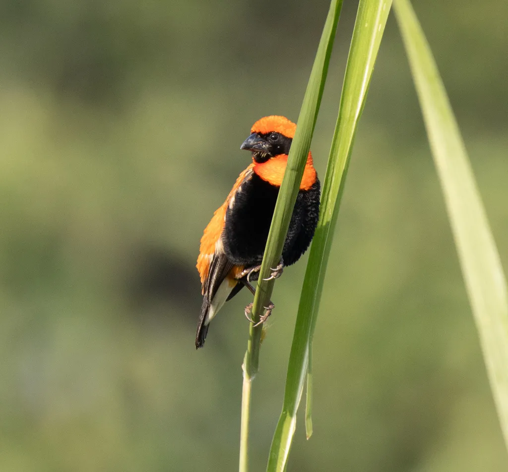 黑翅巧织雀(Euplectes hordeaceus)