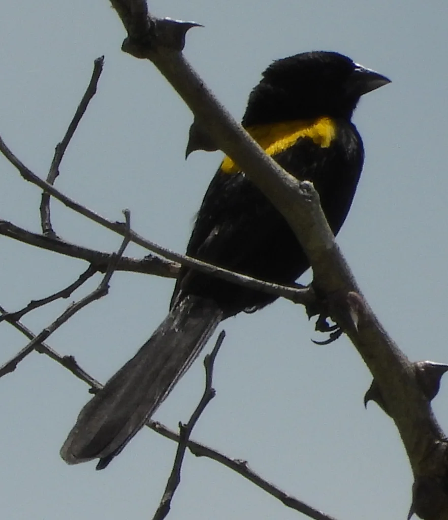 黄肩巧织雀(Euplectes macroura)