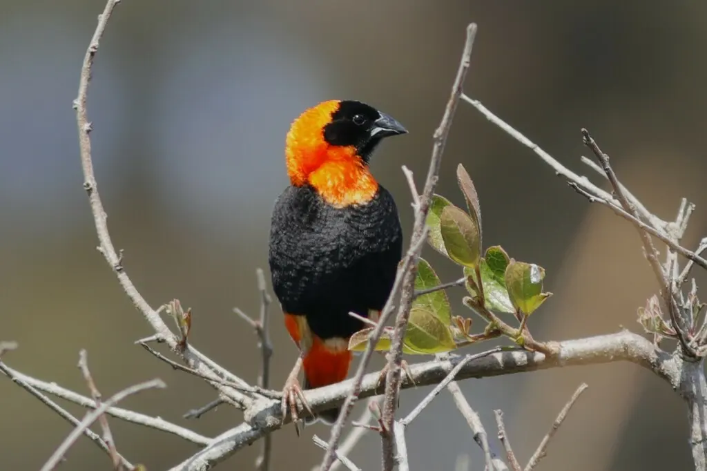 红巧织雀(Euplectes orix)