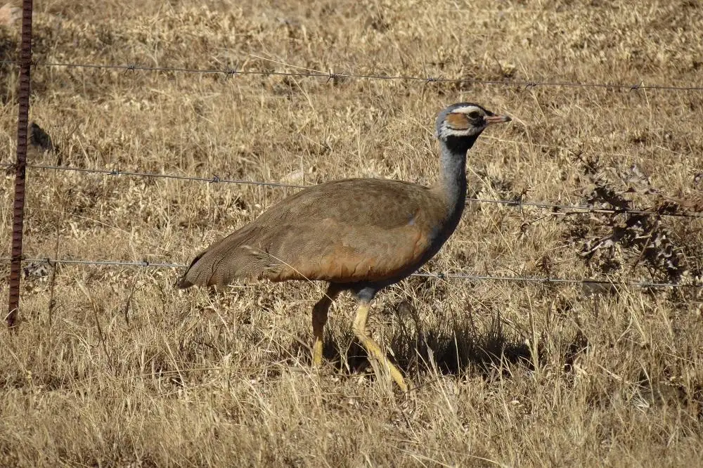 蓝鸨(Eupodotis caerulescens)