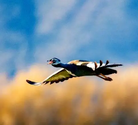 蓝鸨(Eupodotis caerulescens)