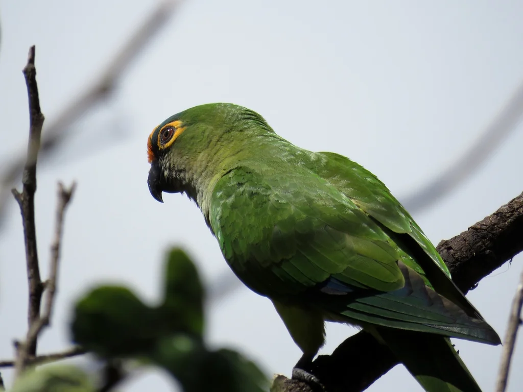 粉额鹦哥(Eupsittula aurea)