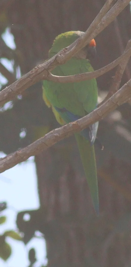 粉额鹦哥(Eupsittula aurea)