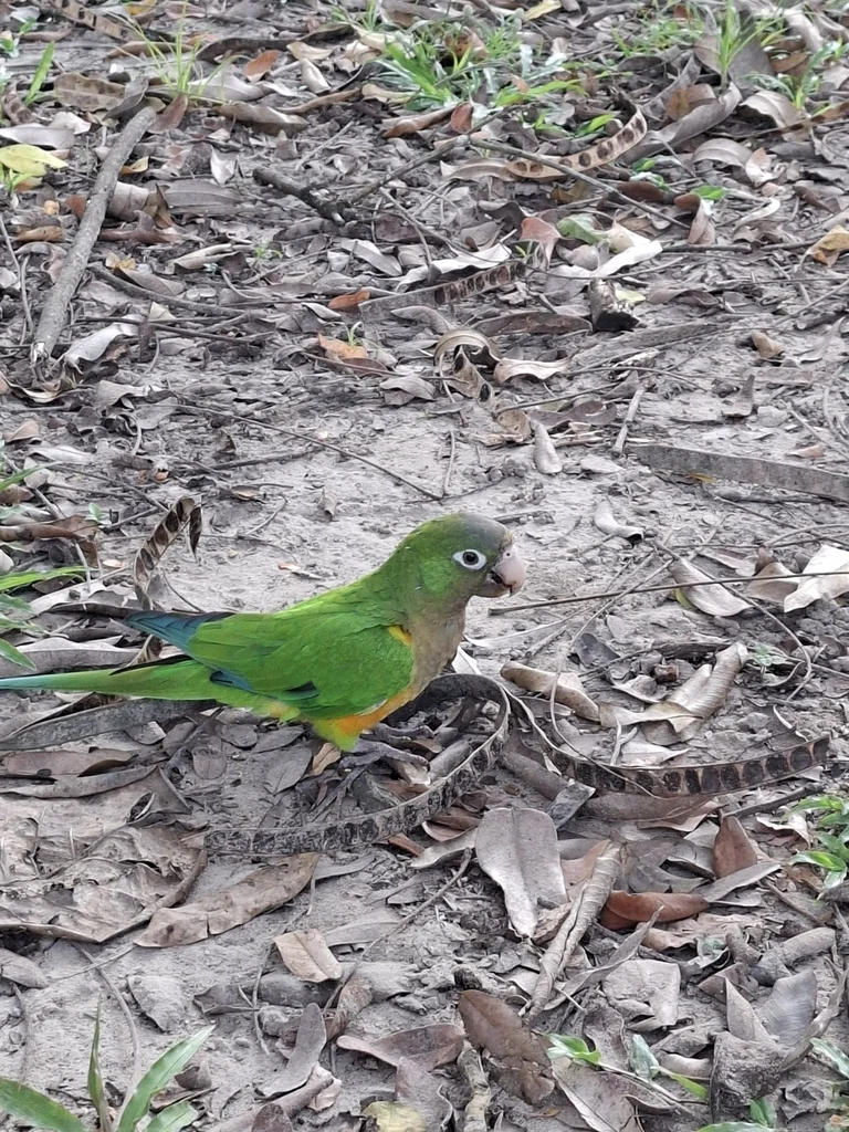 仙人掌鹦哥(Eupsittula cactorum)