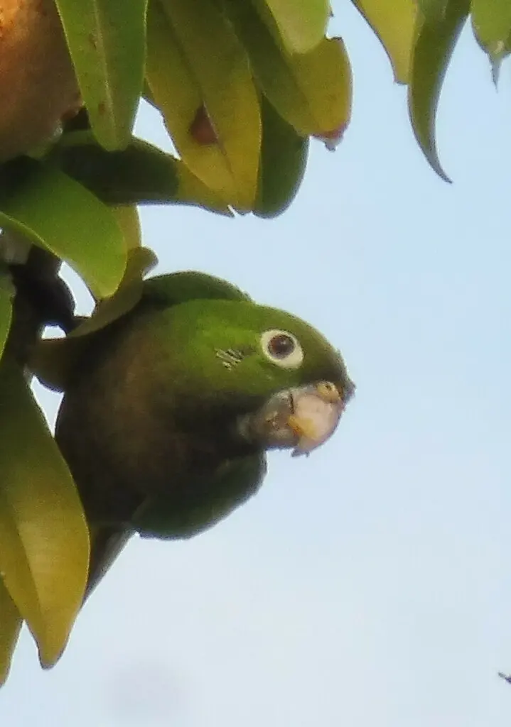 绿喉鹦哥(Eupsittula nana)