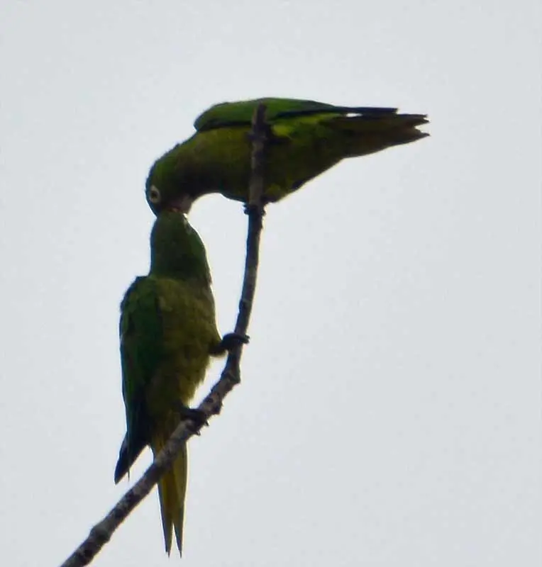 绿喉鹦哥(Eupsittula nana)