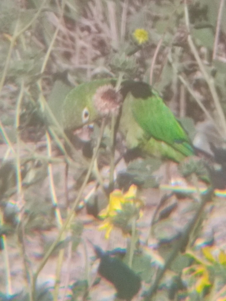 绿喉鹦哥(Eupsittula nana)