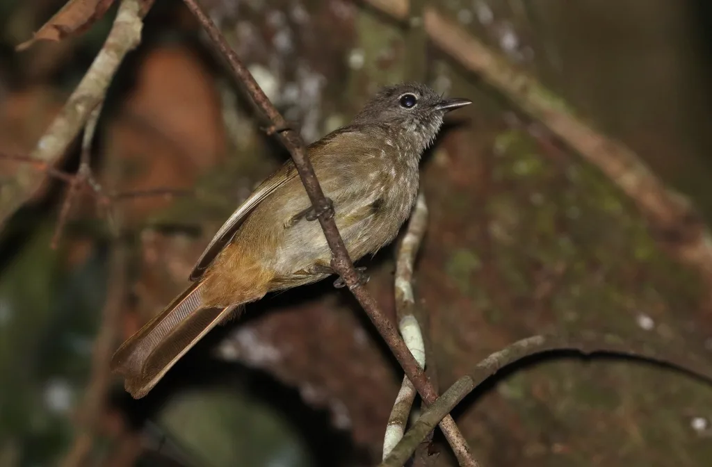 安氏绿鹎(Eurillas ansorgei)