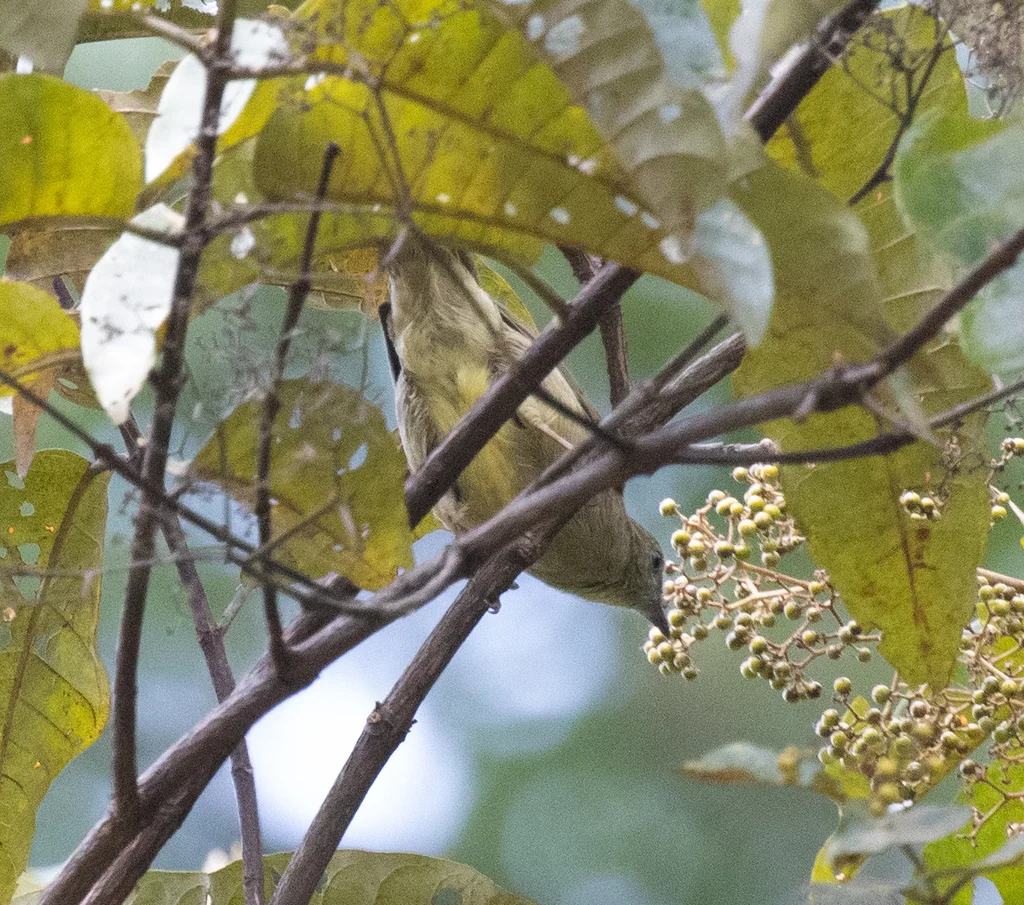 小绿鹎(Eurillas virens)