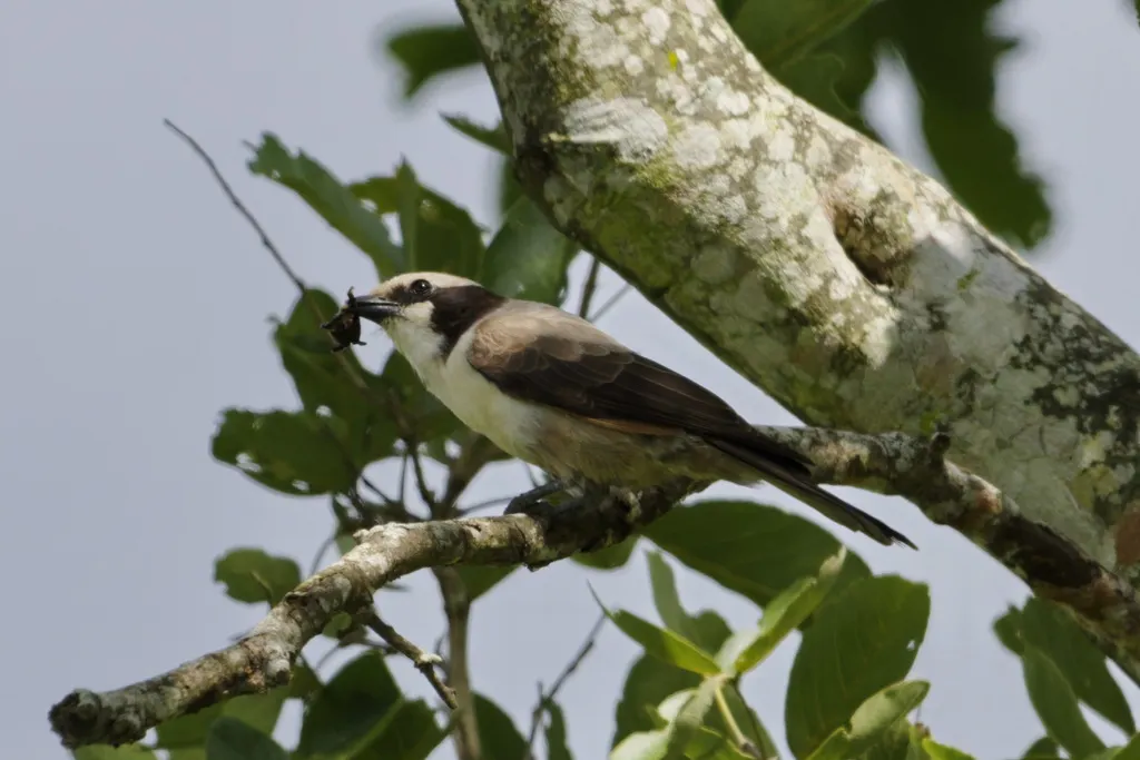 白顶林鵙(Eurocephalus anguitimens)