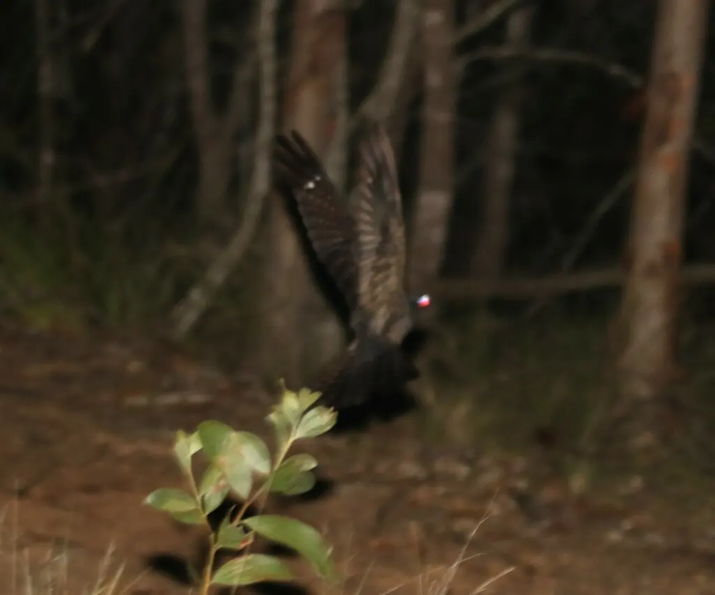 白喉毛腿夜鹰(Eurostopodus mystacalis)