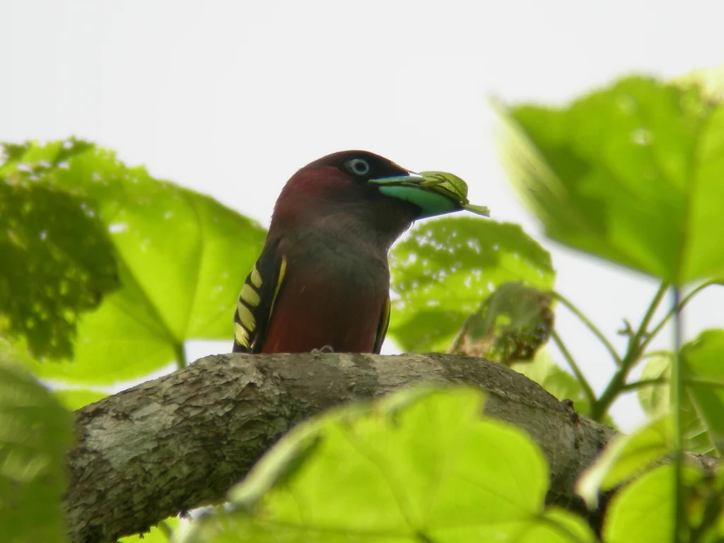 带斑阔嘴鸟(Eurylaimus javanicus)