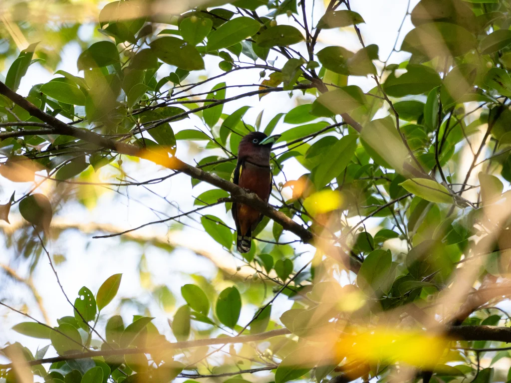 带斑阔嘴鸟(Eurylaimus javanicus)