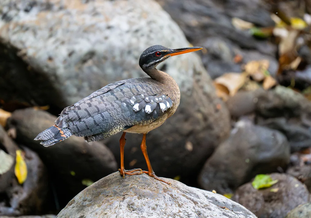 日鳽(Eurypyga helias)