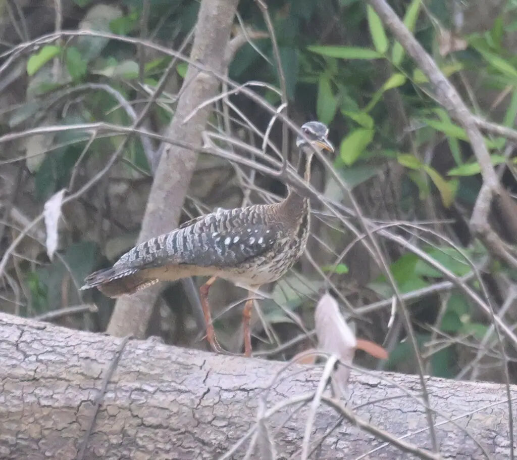 日鳽(Eurypyga helias)