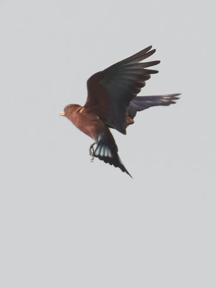 阔嘴三宝鸟(Eurystomus glaucurus)